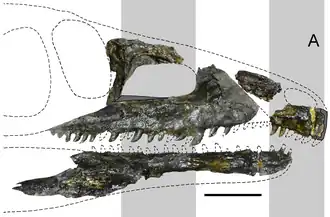 Tasmaniosaurus