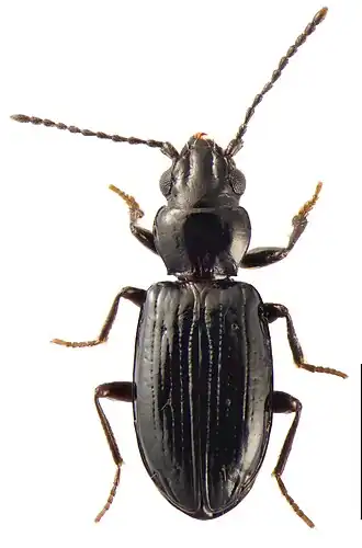 Tasmanitachoides