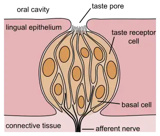 Onder de smaakporie in de mondholte ligt de smaakknop met smaakreceptorcellen, basale cellen en afferente zenuw (sensorische zenuw).