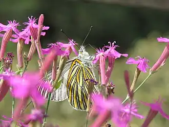 Tatochila xanthodice