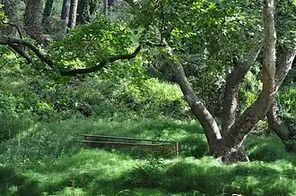 bos, Nationaal park Parnitha