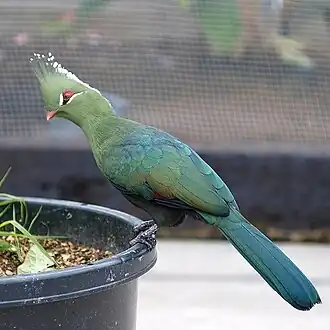 Livingstones toerako