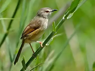 Roestflankprinia
