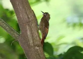 Bruinvleugelmuisspecht