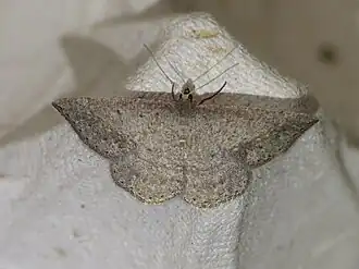 Taxeotis intermixtaria