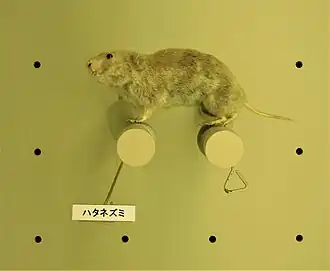 Alexandromys montebelli