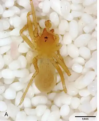 Neoleptoneta concinna