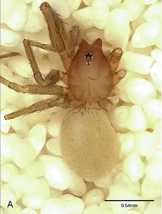 Neoleptoneta devia
