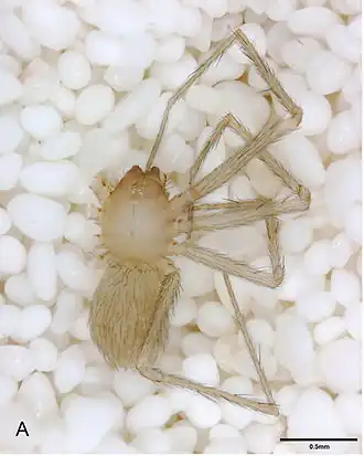 Neoleptoneta microps