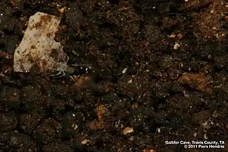 Neoleptoneta myopica