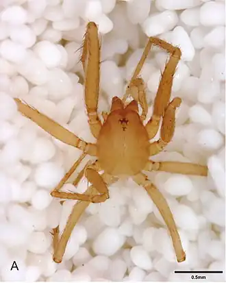 Neoleptoneta paraconcinna