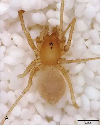 Neoleptoneta valverdae