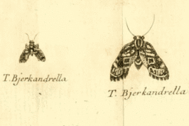Tebenna bjerkandrella