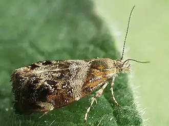 Tebenna bjerkandrella