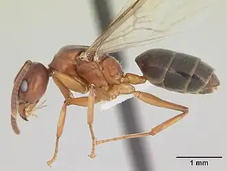 Technomyrmex anterops