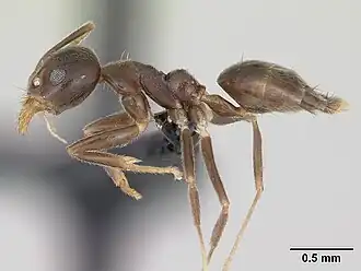 Technomyrmex gorgona