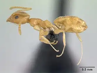 Technomyrmex innocens