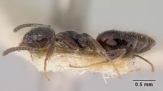 Technomyrmex jocosus