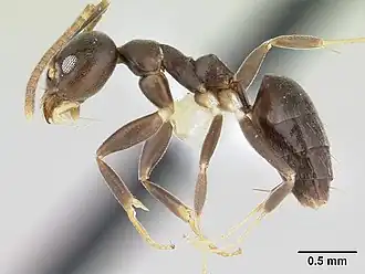 Technomyrmex kraepelini