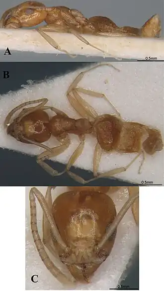 Technomyrmex montaseri