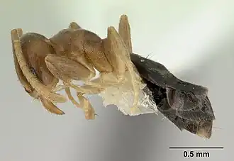 Technomyrmex nigriventris