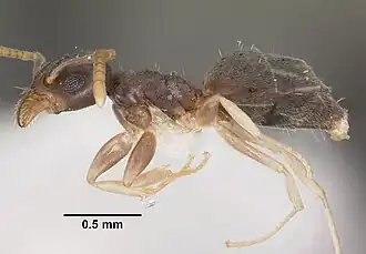 Technomyrmex pallipes