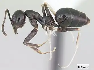 Technomyrmex parandrei