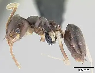 Technomyrmex voeltzkowi