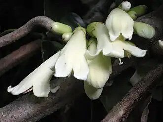 Tecomanthe speciosa