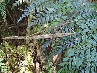 Tectarchus salebrosus