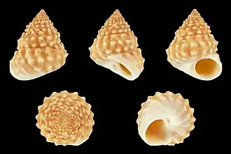 Tectarius spinulosus