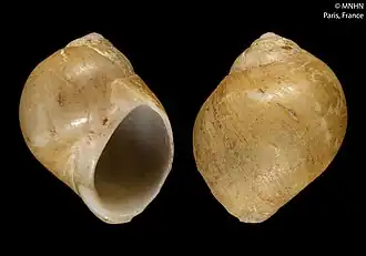 Tectonatica impervia