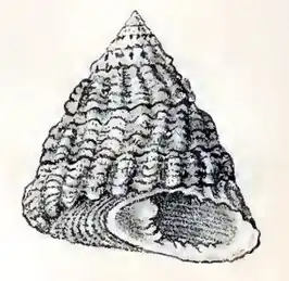 Tectus tentorium