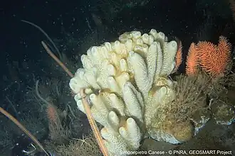 Tedania (Tedaniopsis) oxeata