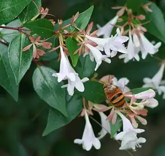 Amegilla bombiformis