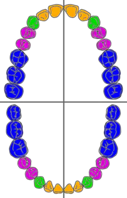 Typen tanden in mondkwadranten van een menselijk gebit