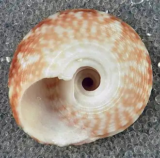 Tegula lividomaculata