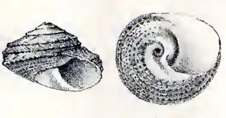 Tegula mariana