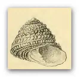 Tegula quadricostata
