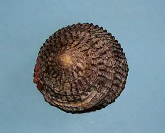 Tegula regina