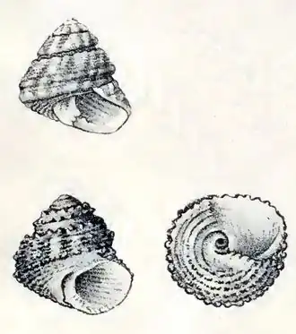 Tegula rubroflammulata