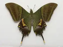 Teinopalpus imperialis mannetje bovenzijde