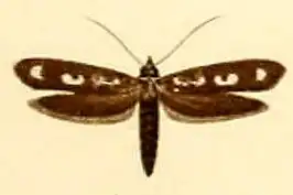 Yponomeuta interruptella