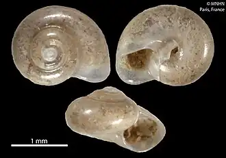 Teinostoma helicinum