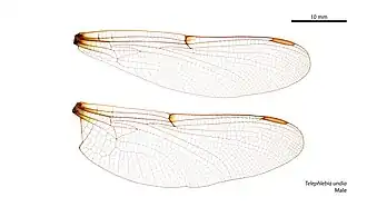 Telephlebia undia