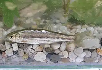 Telestes pleurobipunctatus