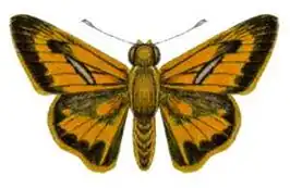 Telicota augias