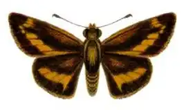 Telicota brachydesma