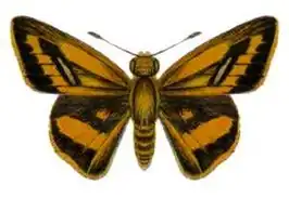 Telicota mesoptis