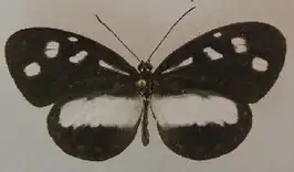Tellervo nedusia